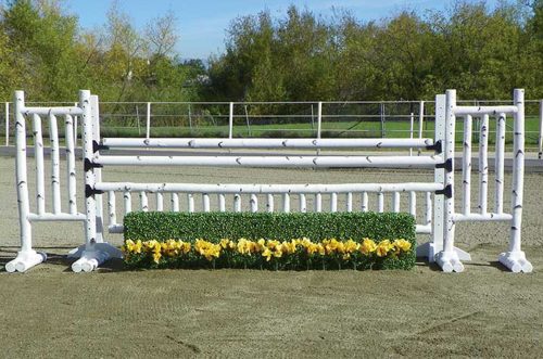 5 foot birch jump standards with box hedge and flower strip