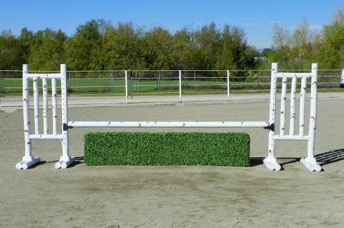 boxwood hedge