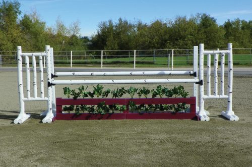 brush box and foliage with birch complete jump