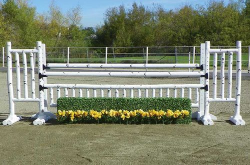 6 foot birch jump standards with box hedge and flower strip