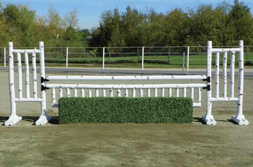 birch jump standards with box hedge