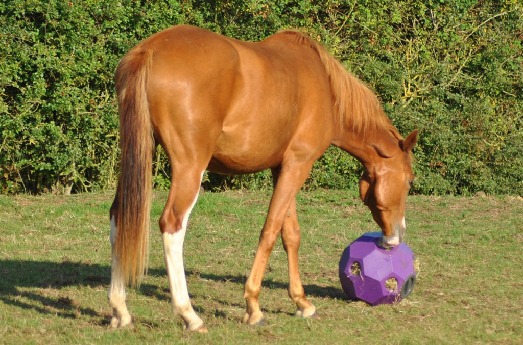 Hay Play Feeder Ball Horse and Rider Arena Supplies