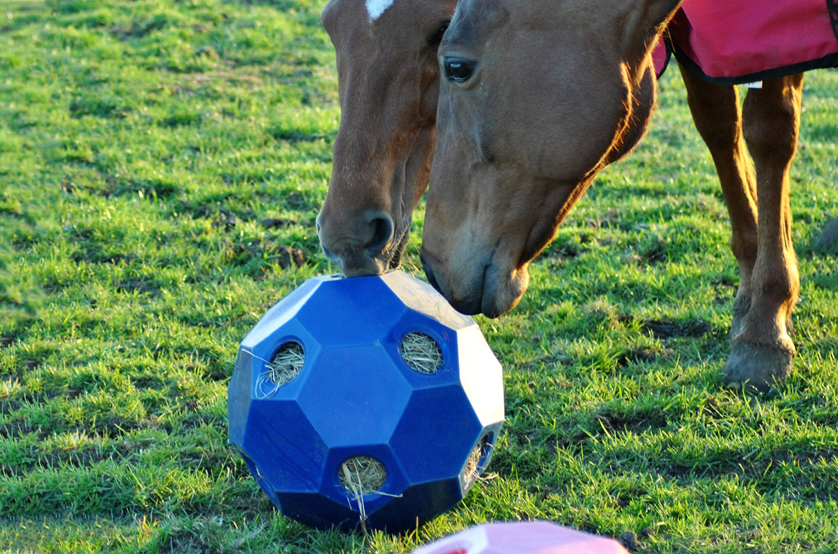 Hay Play Feeder Ball Horse and Rider Arena Supplies