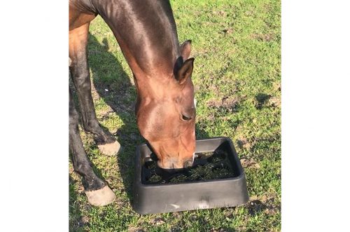 gradual feeder and horse