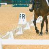 sundance dressage arena with horse