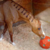 hay ball feeder and horse