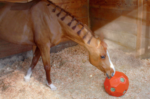 hay ball feeder and horse