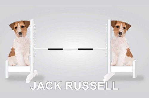 jack russell